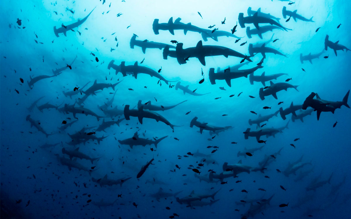 Galapagos Islands dive spot